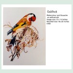 Goldfinch